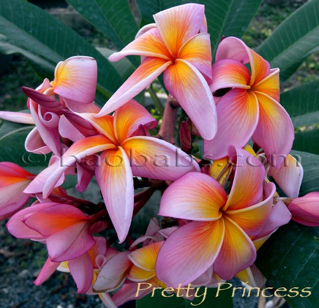 Plumeria rubra PRETTY PRINCESS