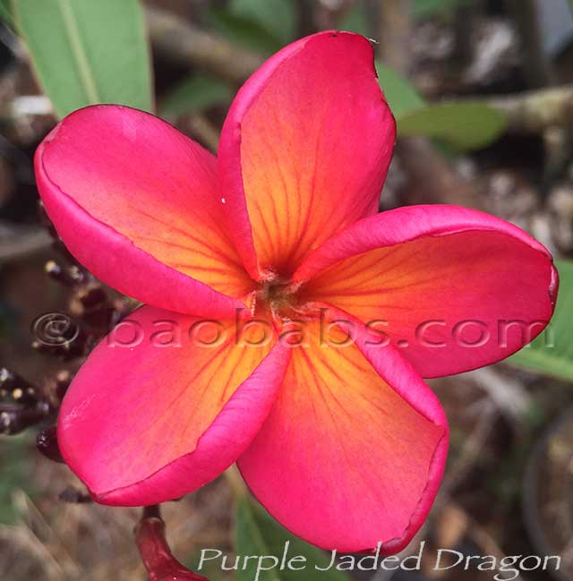 Plumeria rubra PURPLE JADE DRAGON AKA  Saeng Manee, Mangkonyok , Muang Jade Dragon, Purple Jaded Dragon , Muang Kon Yok, Mung Korn Yuk