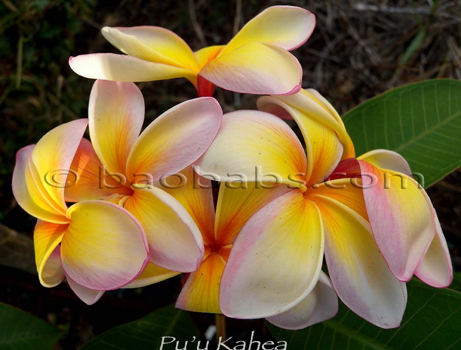 Plumeria rubra PUU KAHEA AKA  O Sullivan, Fiesta, Rainbow Spider,Rainbow Surprise,Mooi Rainbow