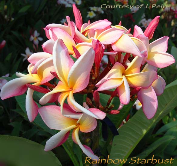 Plumeria rubra RAINBOW STARBURST AKA  Leela , Big Mountain Rainbow