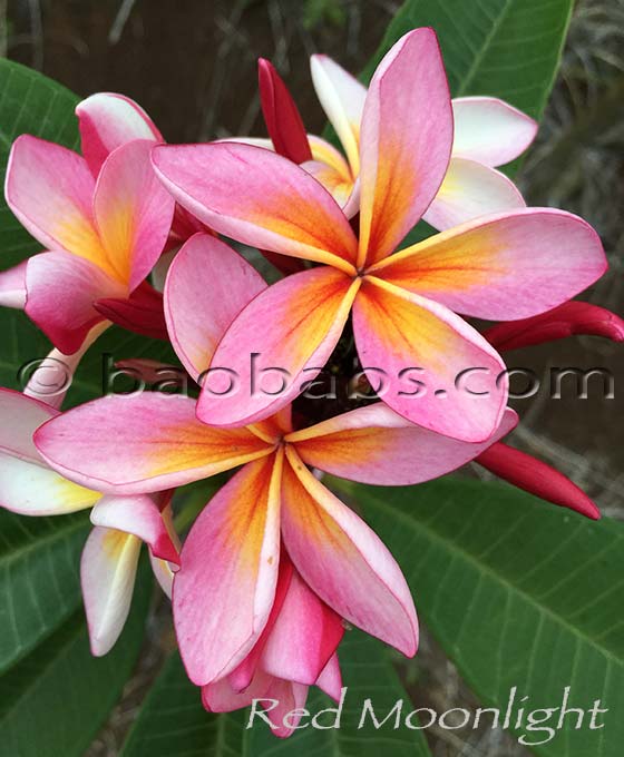 Plumeria rubra RED MOONLIGHT AKA  P-53