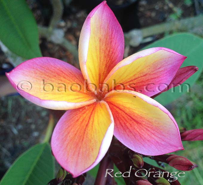 Plumeria rubra RED-ORANGE AKA JL Red-Orange, Bloody Mary