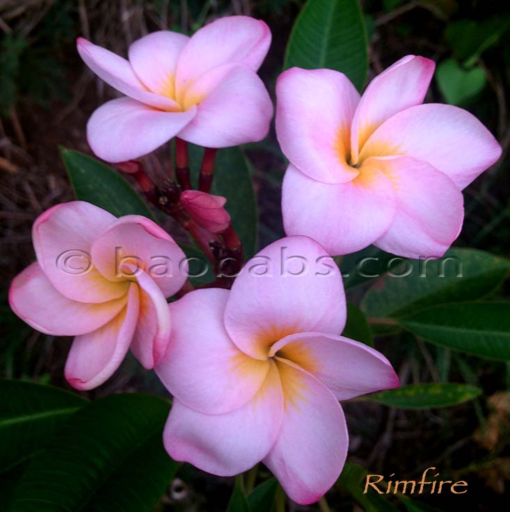 Plumeria rubra RIMFIRE AKA  Limelight, Rim Fire