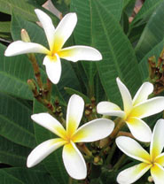 Plumeria rubra SAENG DAO