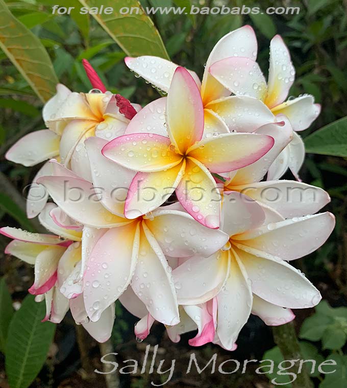 Plumeria rubra SALLY MORAGNE