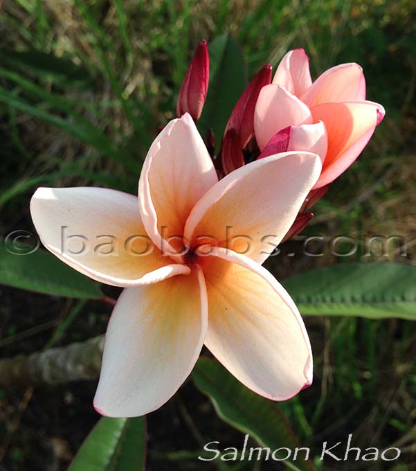 Plumeria rubra SALMON KHAO AKA  Brown White