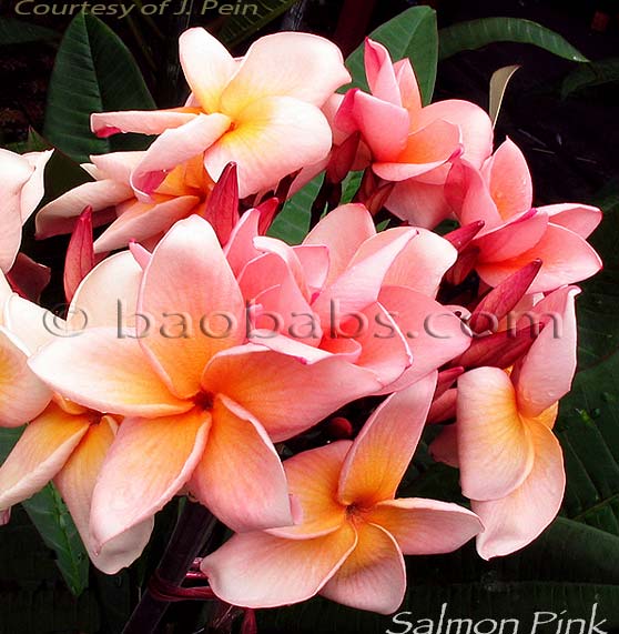 Plumeria rubra SALMON PINK