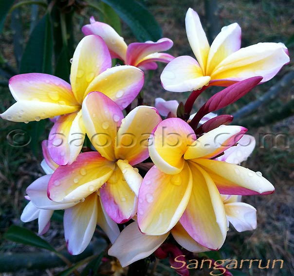 Plumeria rubra SANGARRUN AKA  Sang Arrun