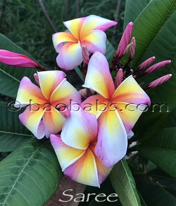 Plumeria rubra SAREE AKA  P26 , Muang Saree