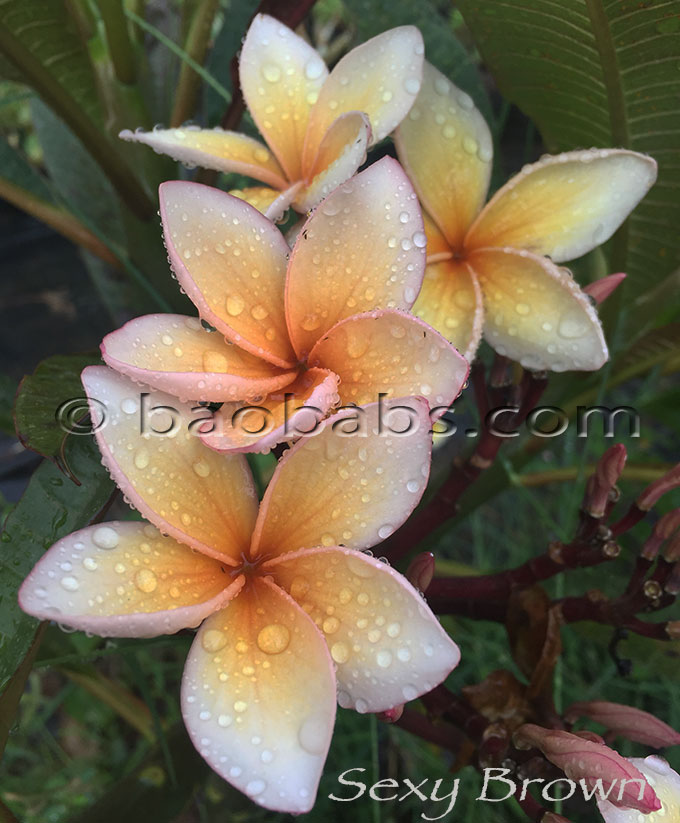 Plumeria rubra SEXY BROWN