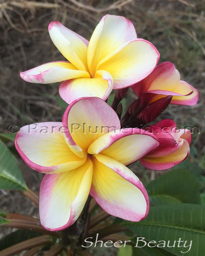 Plumeria rubra SHEER BEAUTY AKA  4437, Thai Dane, New Hybrid, Golden Unicorn, P6