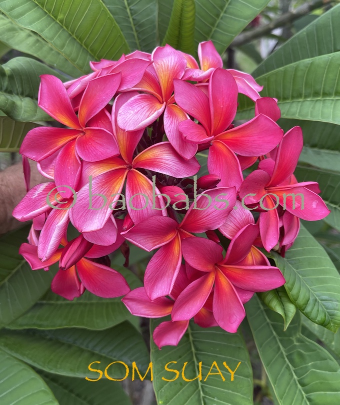 Plumeria rubra SOM SUAY AKA  Som Suay