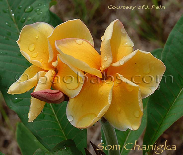 Plumeria rubra SOM CHANIGKA AKA  Chanigka Orange