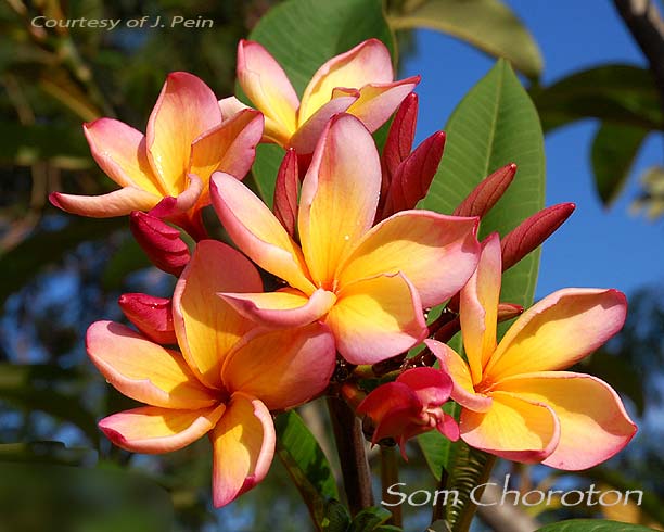 Plumeria rubra SOM CHOROTON AKA  Som Choraton, Orange Choroton, Somchalothorn, Orange Chalothorn