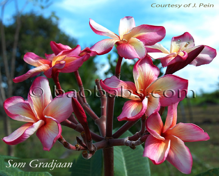 Plumeria rubra SOM GRADJAAN