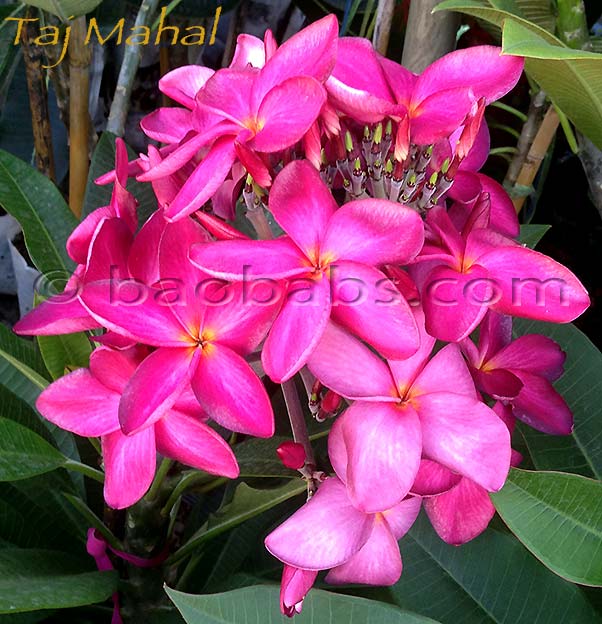 Plumeria rubra TAJ MAHAL THAI