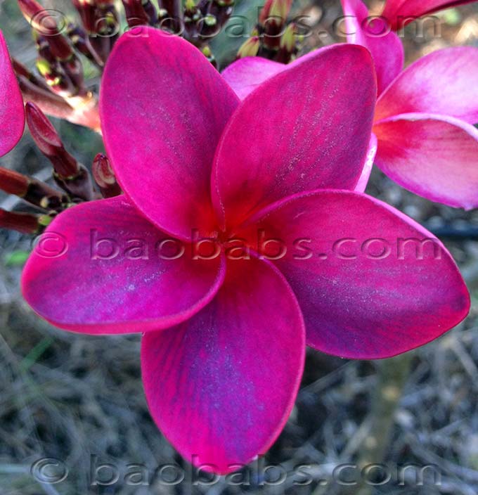 Plumeria rubra THAI SILK LUCITE  AKA  Thai Silk Violet