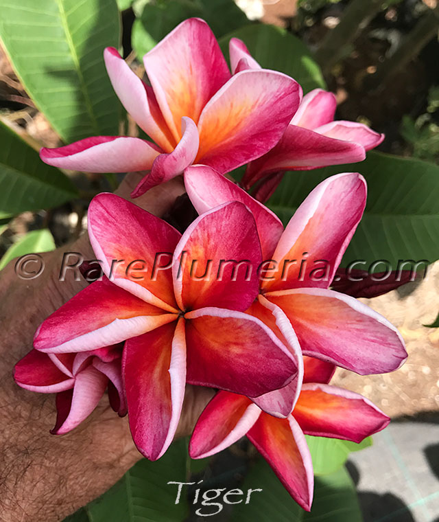 Plumeria rubra TIGER AKA  Black Ruby, Red Dragon Heart , 4711, Red Dragon, Jack 50, J50, LaiSuea, Galaxy