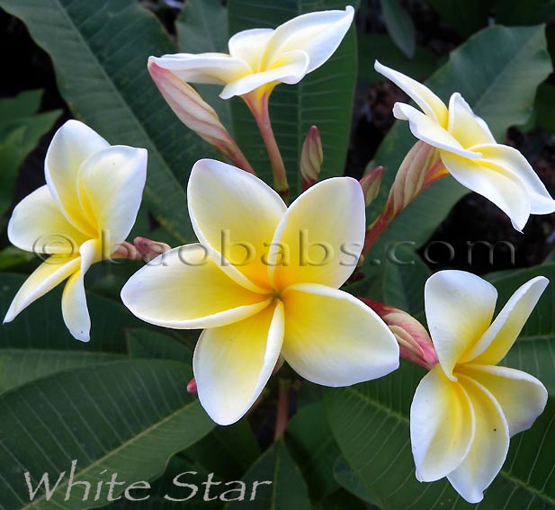 Plumeria rubra WHITE STAR AKA Celadine,Hawaiian Yellow, Graveyard Yellow, Common Yellow , Common Cream, Yellow, Huevos, Common White