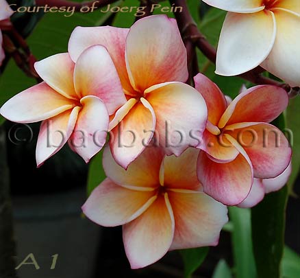 Plumeria rubra ANGEL CROWN