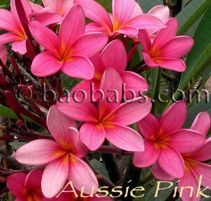 Plumeria rubra AUSSIE PINK AKA Pink Lizzie, Pink Australis, Fairy Wings, Common Aussie Pink, Gentle Pink, Chompoo Kluai Mai , Joshua , Cairns Red, Deep Fuchsia, Deep Aussie Pink, Abernathy Red, Emma Jade, Red Frangipani, Port South Road, Bundall Beauty, Padstow Pink, Fuchsia, Pink Glow, Aussie Deep Pink