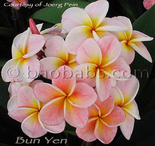 Plumeria rubra BUN YEN AKA  Boon Yen, Banyen