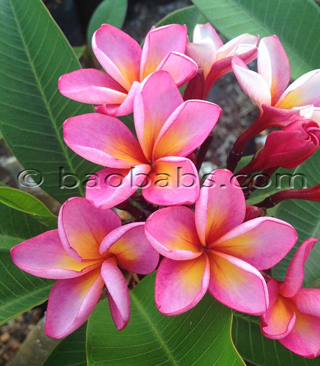 Plumeria rubra DAENG TABTIM