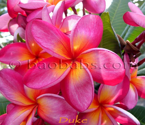 Plumeria rubra DUKE AKA  Tuk