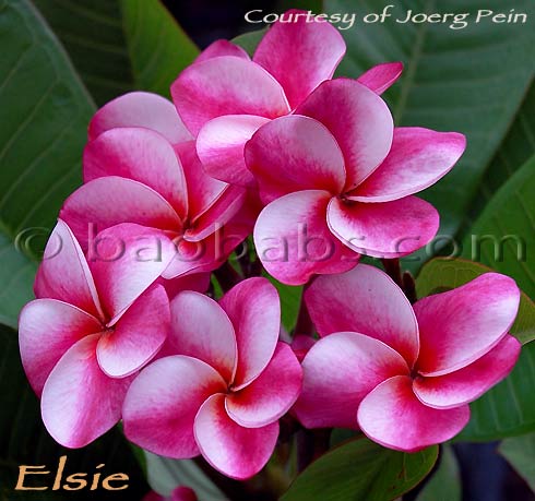 Plumeria rubra ELSIE AKA  JJ Elsie