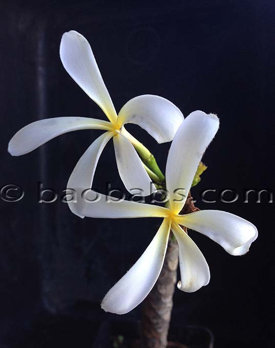 Plumeria rubra HANGING WINDMILL