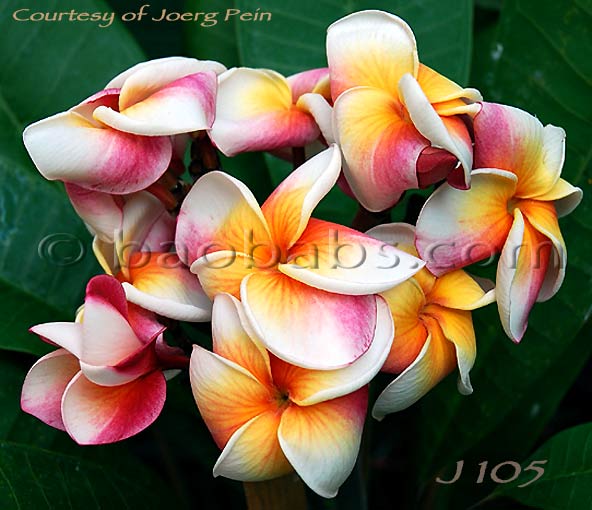 Plumeria rubra J105 AKA  New Shocking, Josie, Norma Christina, Norma, Lampang Symphony