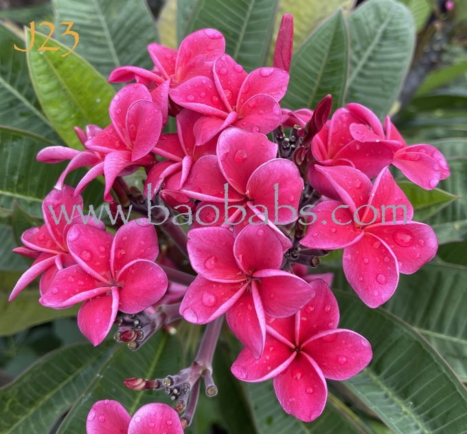 Plumeria rubra J 23