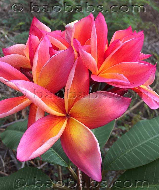 Plumeria rubra JEANNIE MORAGNE