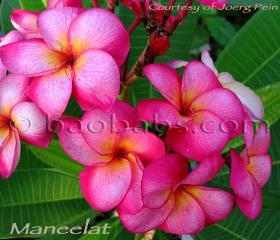 Plumeria rubra MANEELAT AKA Maree Rat, Manerath