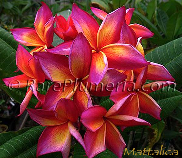 Plumeria rubra MATTALICA