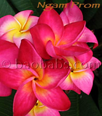 Plumeria rubra NGAM PROM AKA   Wendy Red, Mars Moon