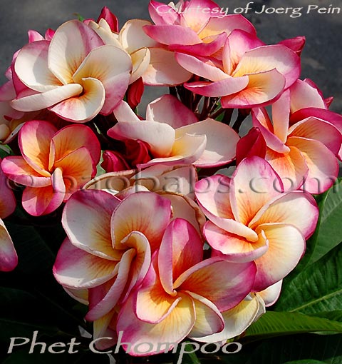 Plumeria rubra PHET CHOMPOO AKA  Pink Diamond, Jacks Cup , Pink diamond, Perch Chompoo, Thuay Klom, Poks Rainbow, Hurricane Sunrise