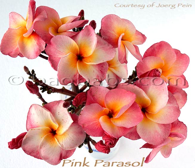 Plumeria rubra PINK PARASOL AKA  4810