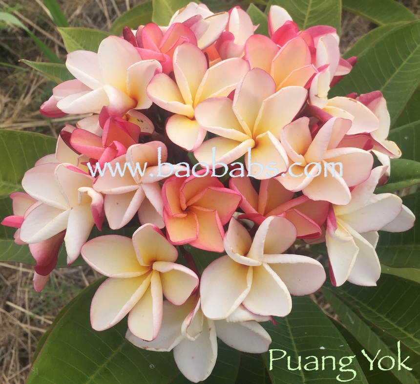 Plumeria rubra PUANG YOK