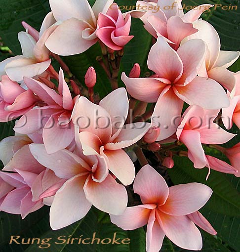 Plumeria rubra RUNG SIRICHOKE