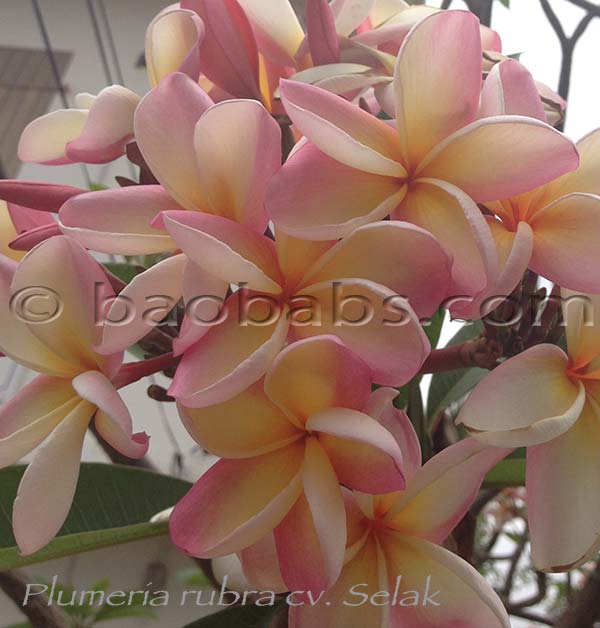 Plumeria rubra SELAK