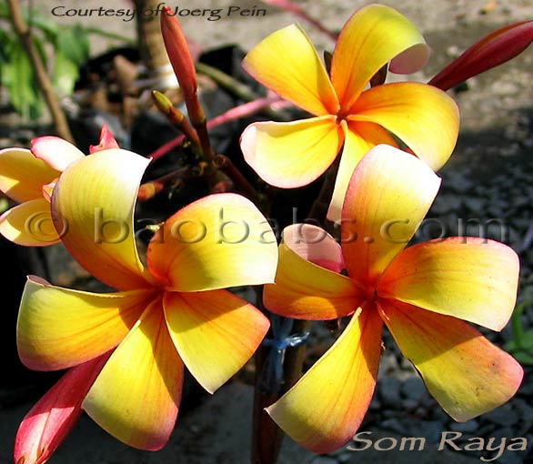 Plumeria rubra SOM RAYA AKA  Firestorm, Ceylon Beauty, Shooting Star, Raya Orange, Thai Firestorm, Red Orange