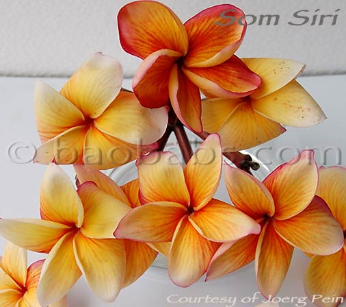 Plumeria rubra SOM SIRI