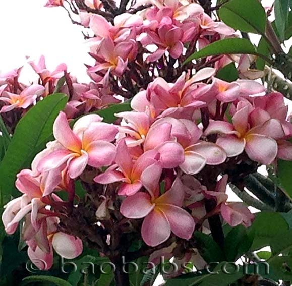 Plumeria rubra ST LOUIS