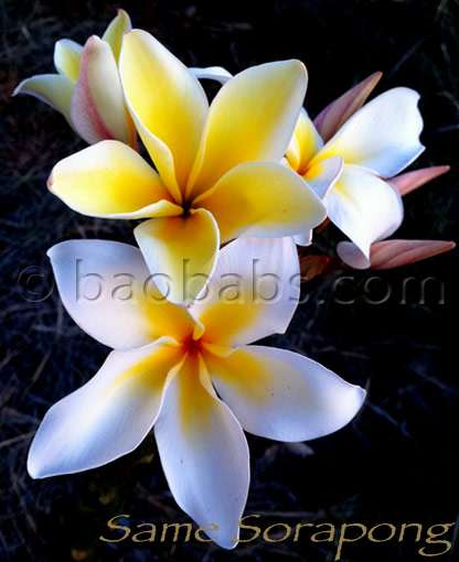 Plumeria rubra VISHNU GOLD AKA  Vishanu Gold , Vichnu Gold, Lueang Bang Phra, Sorapong, Same Sorapong, Emperor