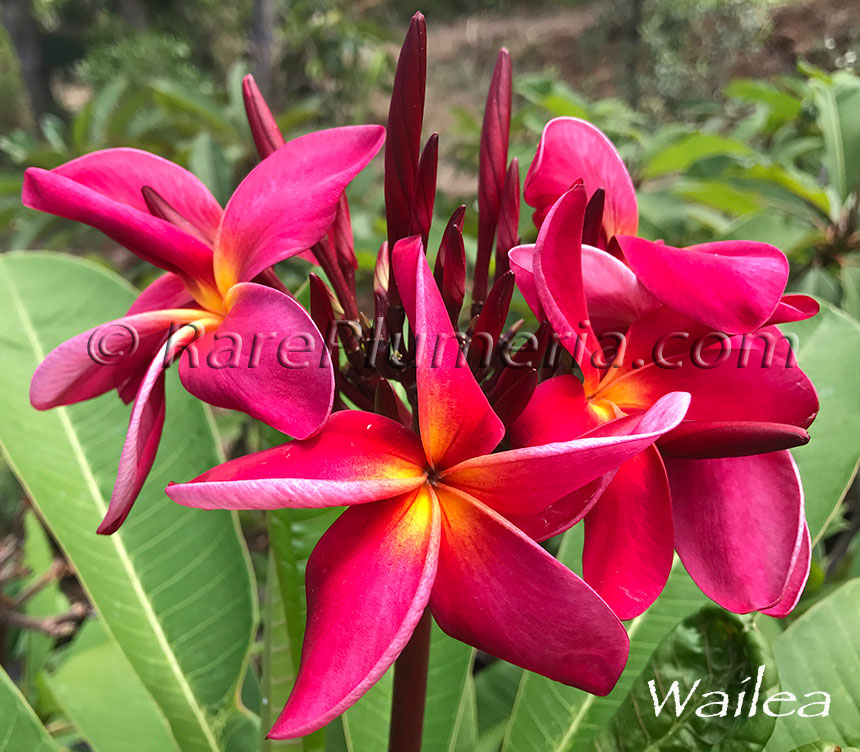 Plumeria rubra WAILEA