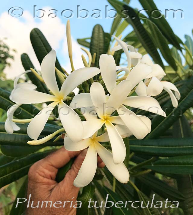 Plumeria tuberculata AKA  Plumeria obtusa tuberculata