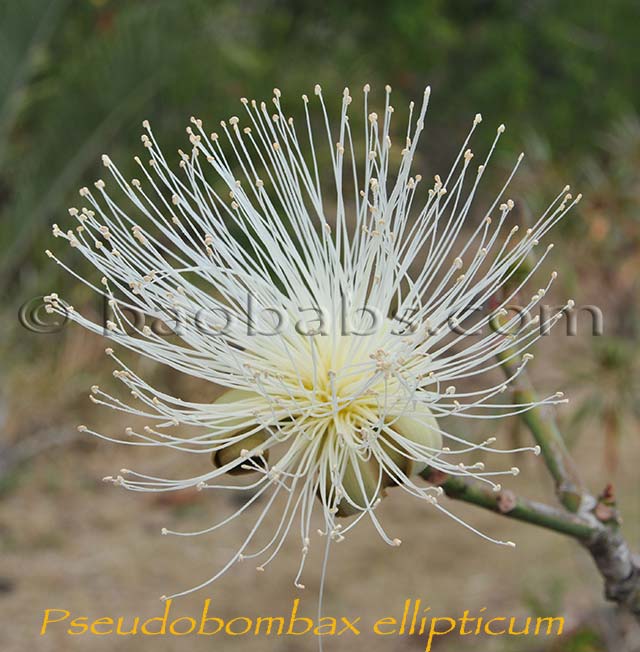 Pseudobombax ellipticum (forma alba)