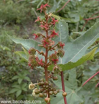 Ricinus communis