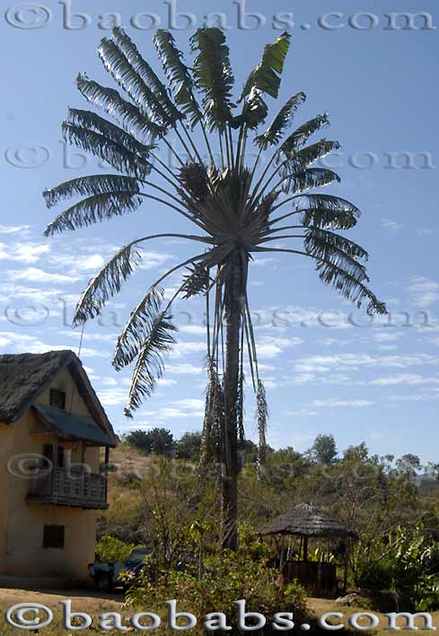 Ravenala madagascariensis